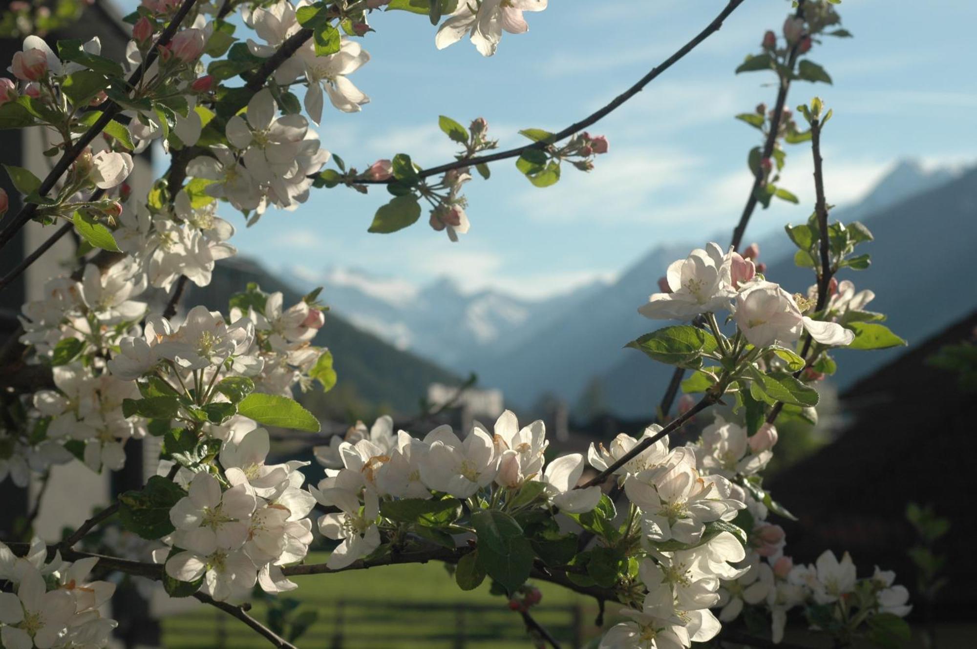 Haus Hofer Daire Mieders Dış mekan fotoğraf